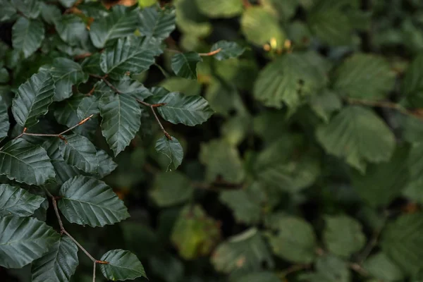 Bel Arbre Aux Feuilles Vertes Forêt Gros Plan — Photo