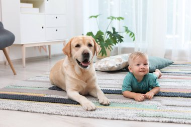 Adorable sarı labrador geri almak ve küçük çocuk evde