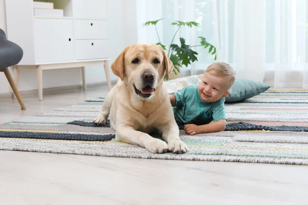 Adorable Labrador Amarillo Recuperador Niño Pequeño Casa — Foto de Stock