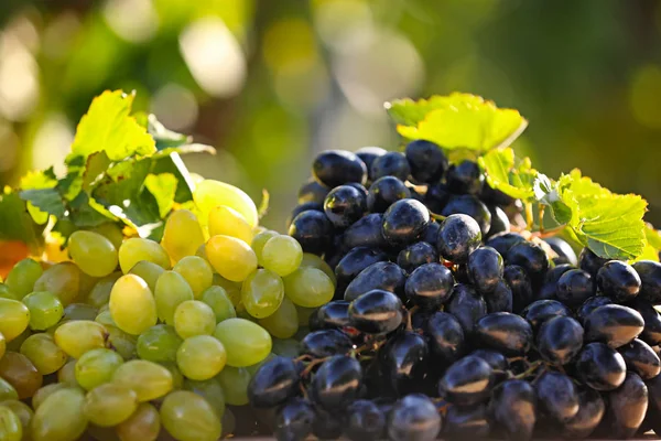 Uvas Jugosas Frescas Maduras Sobre Fondo Borroso — Foto de Stock