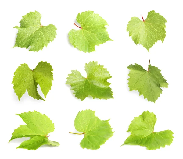 Set Met Groene Druivenbladeren Witte Achtergrond — Stockfoto