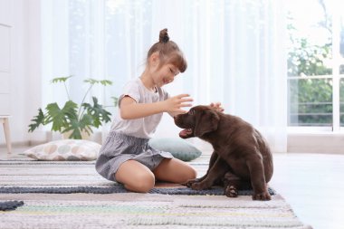 Çok güzel çikolata labrador geri almak ve küçük kız evde