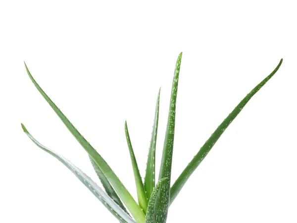Aloe Vera Ile Yeşil Beyaz Arka Plan Üzerinde Bırakır — Stok fotoğraf