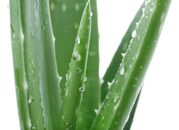 Bladen Aloe Vera Vit Bakgrund Närbild — Stockfoto