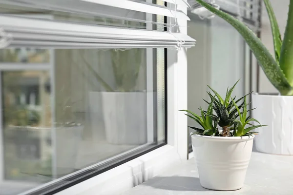 Plante Aloe Vera Pot Sur Rebord Fenêtre Dans Chambre Espace — Photo