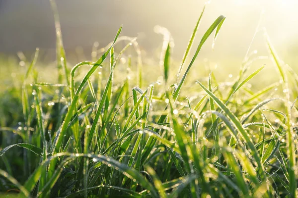 Daggiga Gröna Gräset Vilda Äng Närbild Visa — Stockfoto