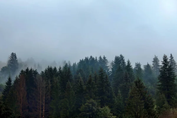 Мальовничий Вид Гірський Ліс Туманний Ранок — стокове фото