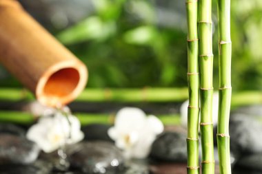 Bambu bulanık Çeşme ve spa taşlar karşı dalları. Metin için yer