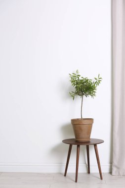 Saksı beyaz duvarının yakınında masada Zeytin üretim tesisi ile. Metin için yer