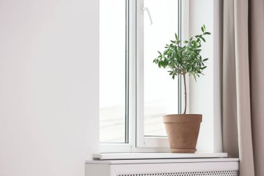 Saksı pencere pervazına genç zeytin ağacı ile. Metin için yer