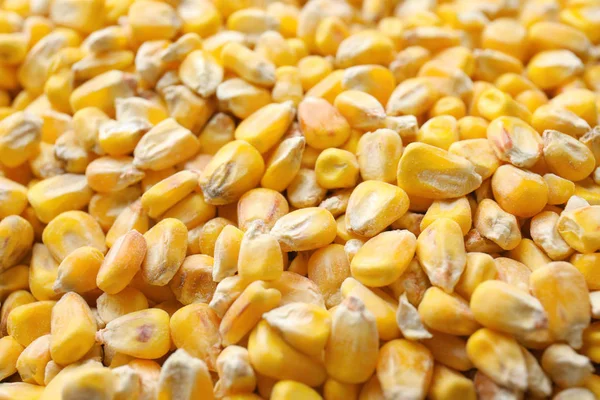 クローズ アップの背景として多くの乾燥したトウモロコシの穀粒 — ストック写真