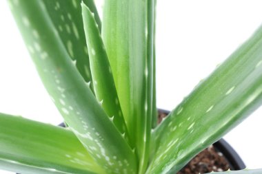 Beyaz arka plan, closeup aloe vera ile saksı