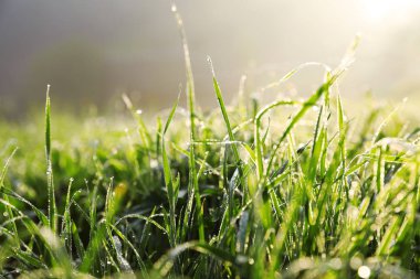 Nemli yeşil çimenlerin üzerinde vahşi çayır, closeup görünümü