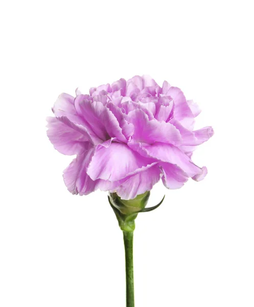 Piękny Kwitnący Violet Goździk Białym Tle — Zdjęcie stockowe