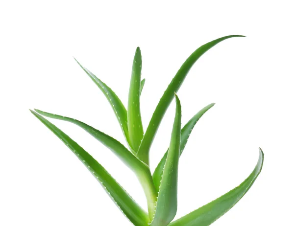 Aloe Vera Zielonych Liści Białym Tle — Zdjęcie stockowe