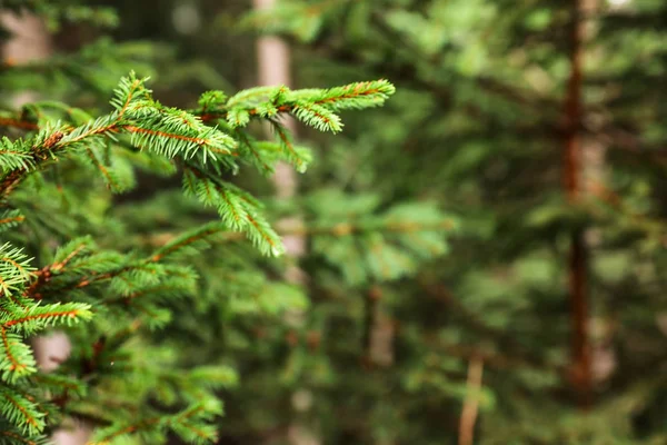 Bellissimo Abete Con Rami Verdi Nella Foresta Primo Piano — Foto Stock