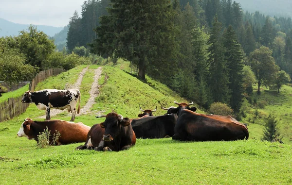 Vacas Toros Descansando Colina Cerca Del Bosque Coníferas — Foto de Stock