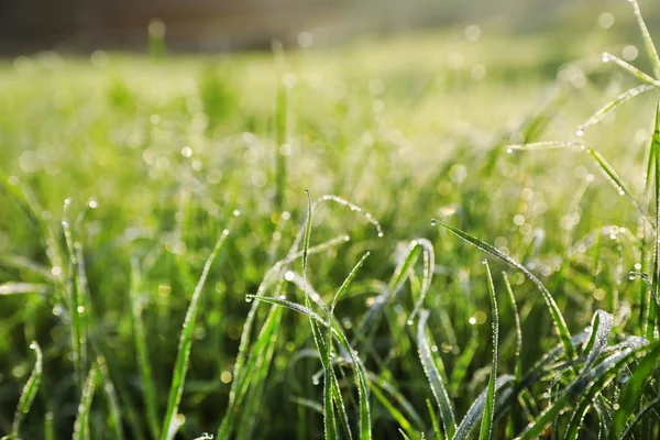 Daggiga Gröna Gräset Vilda Äng Närbild Visa — Stockfoto