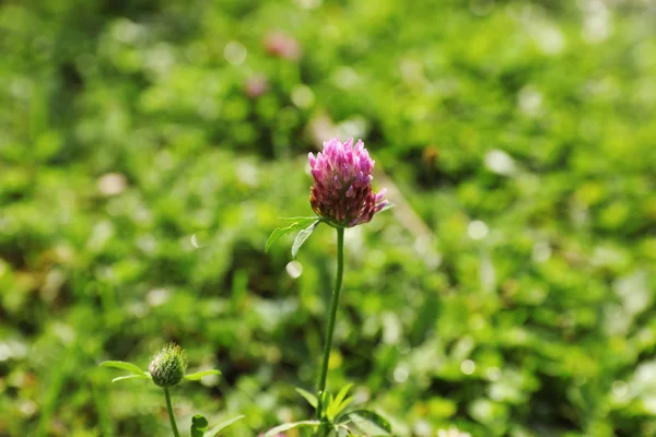 绿色草甸与狂放的花在夏天天 — 图库照片