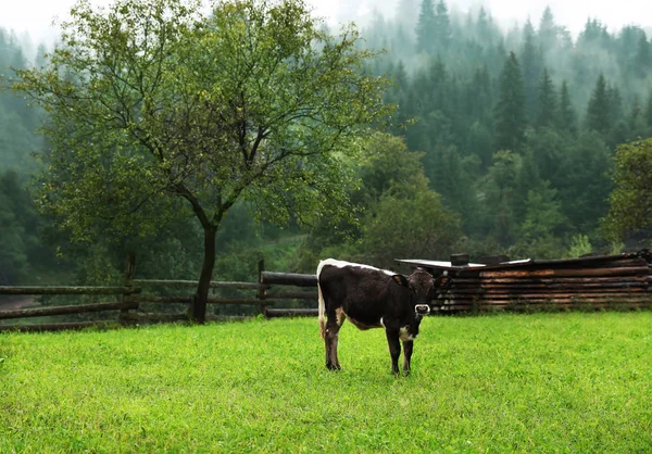 Ternero Marrón Blanco Sobre Pasto Verde Verano Granja Vacas — Foto de Stock