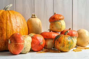Farklı kabaklar ahşap duvar karşı masada. Sonbahar tatil