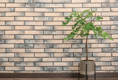 Saksı genç incir ağacının yanında tuğla duvar ile. Metin için yer