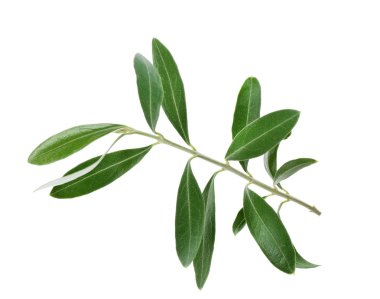 Beyaz arka plan üzerinde taze yeşil zeytin yaprağı ile dal