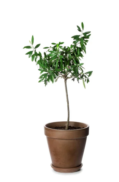 Oliv Träd Med Blad Brun Kruka Isolerad Vit — Stockfoto
