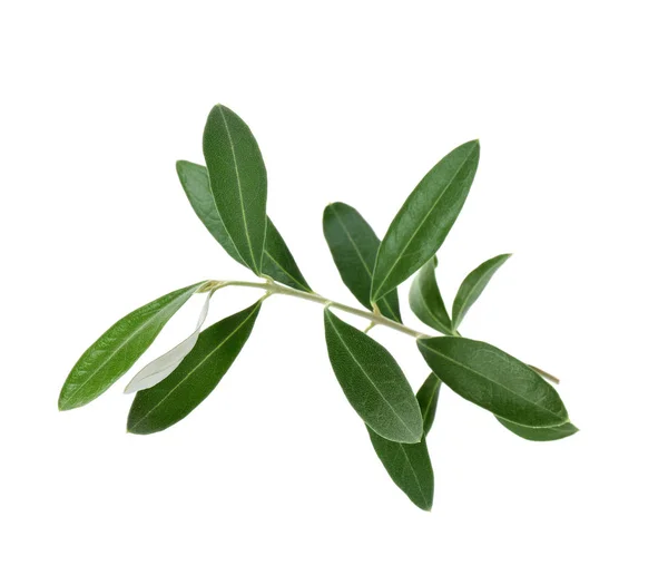 Свежие Зеленые Оливковые Листья Белом Фоне — стоковое фото