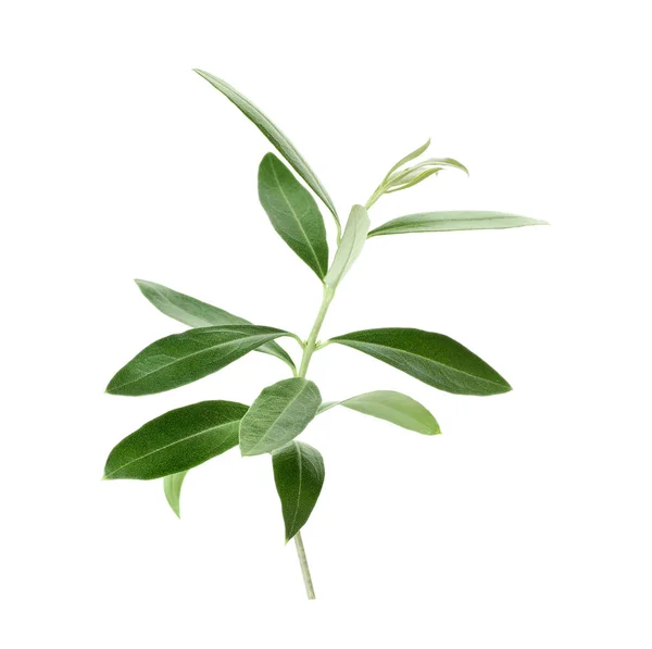 白色背景上有新鲜绿色橄榄叶的树枝 — 图库照片