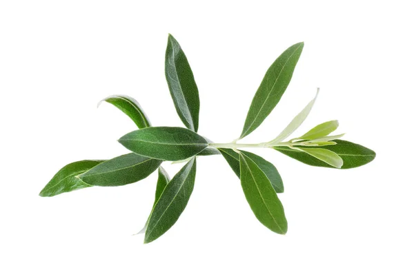 Twig Fresh Green Olive Leaves White Background — Stock Photo, Image