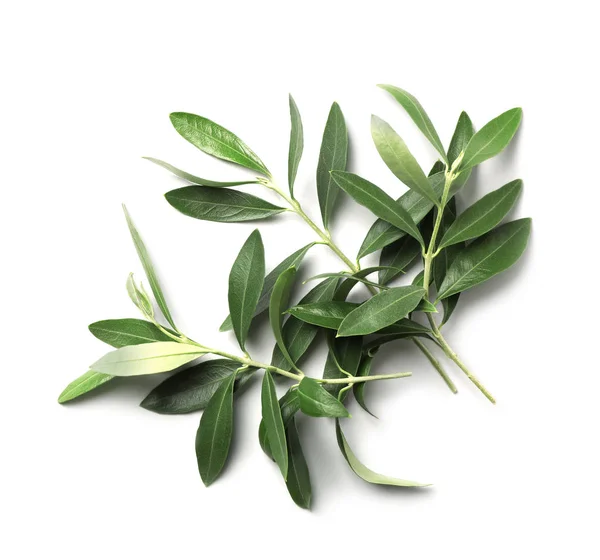 Twigs Fresh Green Olive Leaves White Background Top View — Stock Photo, Image