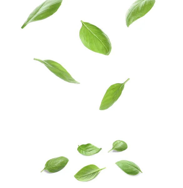 Set with green fresh basil leaves on white background