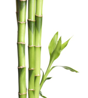 Beyaz arka plan üzerinde yaprakları ile yeşil bambu kaynaklanıyor