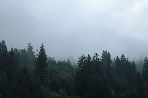 Schilderachtig Uitzicht Van Bergbos Mistige Ochtend — Stockfoto