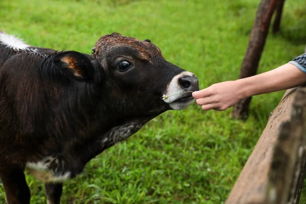 Mujer Alimentando Vaca Marrón Pasto Verde Verano Primer Plano — Foto de Stock