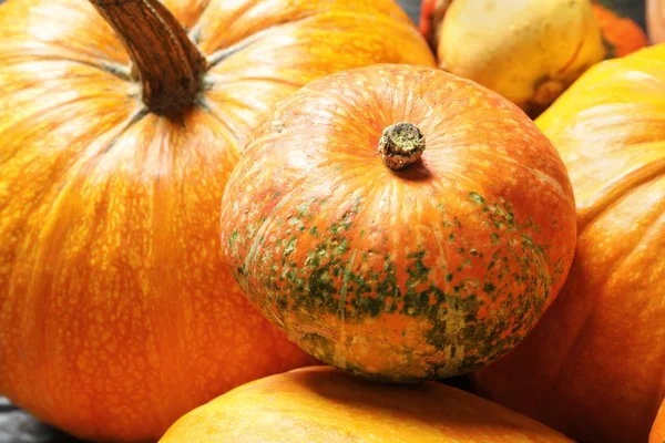 Calabazas Diferentes Como Fondo Primer Plano Vacaciones Otoño — Foto de Stock