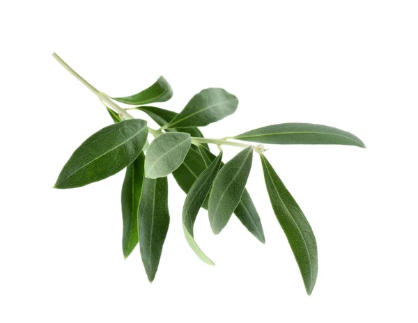 Twig Met Verse Groene Olijven Bladeren Witte Achtergrond — Stockfoto