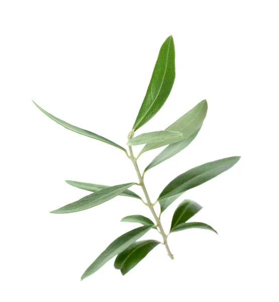 白色背景上有新鲜绿色橄榄叶的树枝 — 图库照片