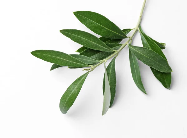Zweig Mit Frischen Grünen Olivenblättern Auf Weißem Hintergrund — Stockfoto