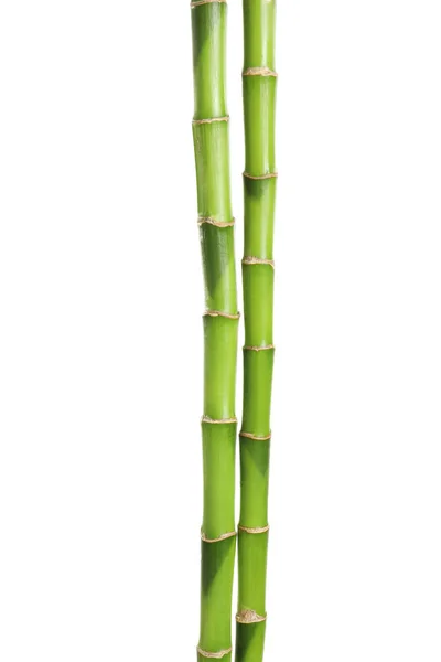 Belos Caules Bambu Verde Fundo Branco — Fotografia de Stock