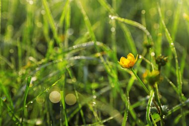 Vahşi çiçek gün yaz, closeup ile yeşil çayır