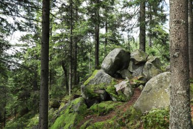 Yosun kaya ve ormandaki ağaçları ile kaplı