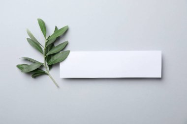 Dal taze yeşil zeytin yaprağı ve açık renkli metin için boş kart ile düz yatıyordu bileşimi