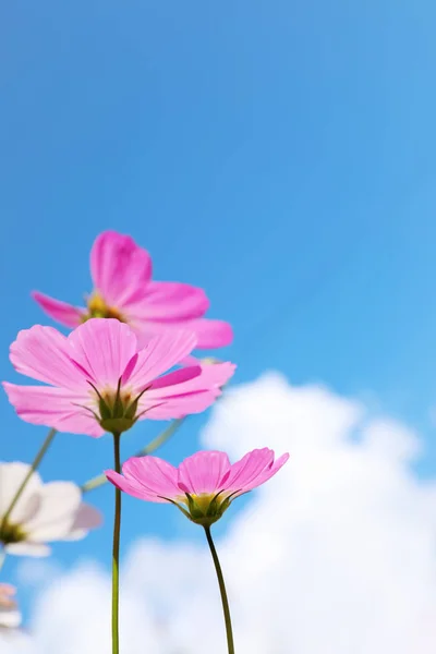 Hermosas Flores Cosmos Contra Cielo Azul Planta Pradera —  Fotos de Stock