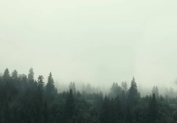 Vue Pittoresque Forêt Montagne Couverte Brouillard — Photo