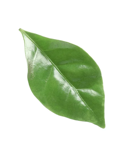 Свіжий Зелений Лист Кавової Рослини Білому Тлі — стокове фото