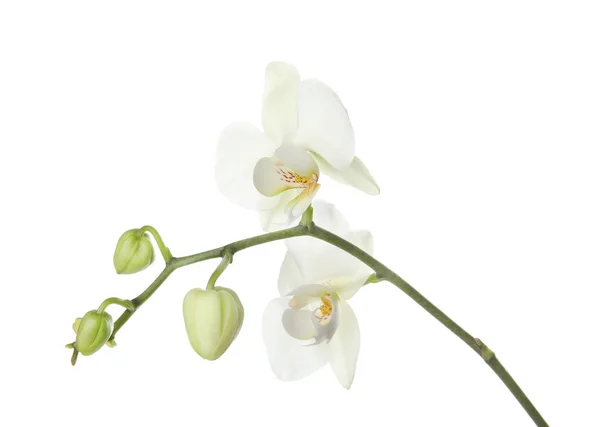 Ветка Красивыми Цветами Орхидеи Белом Фоне Тропические Растения — стоковое фото
