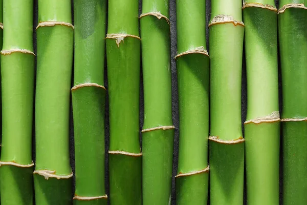 绿色竹茎为背景 顶部视图 — 图库照片