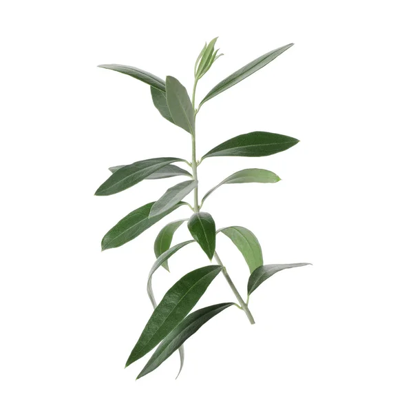 Twig Fresh Green Olive Leaves White Background — Stock Photo, Image